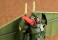 Soltic H8 Roundfacer Hang Glider Equipment Type (Plastic model) 商品画像3 Thumbnail