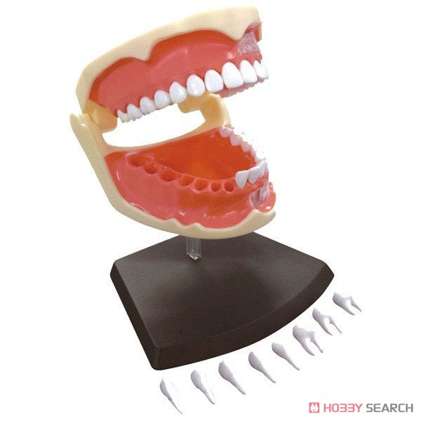Dental Anatomical Model (Plastic model) Item picture2