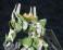 ラフトクランズ・ファウネア (プラモデル) 商品画像5 サムネイル