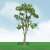 92311 (HO) 情景用 ユーカリの木 (約8.8cm～10cm) HOスケール (2本入り) (鉄道模型) その他の画像1