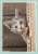 ブロッコリーキャラクタースリーブ 猫 「チラッ」 リバイバル (カードスリーブ) 商品画像1