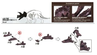 Imaginary Skeleton Triceratops (Plastic model) - HobbySearch 