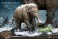 Star Ace Toys Woolly Mammoth 2.0 (Winter Ver.) Polyresin Statue (Completed) その他の画像5 Thumbnail