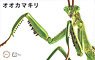 Biology Edition Big Mantis (Plastic model)