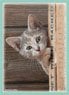 Broccoli Character Sleeve Cafe Cat Revival (Card Sleeve)